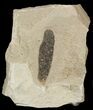 Fossil Divi Divi Tree Leaf - Green River Formation #45684-1